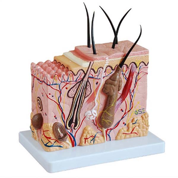 Skin Block Model