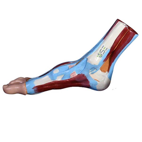 Human Foot Anatomical Model