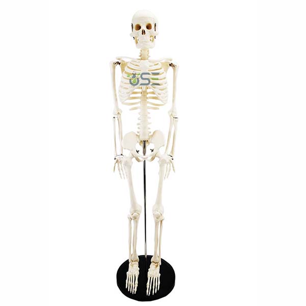 85cm Human Skeleton Model