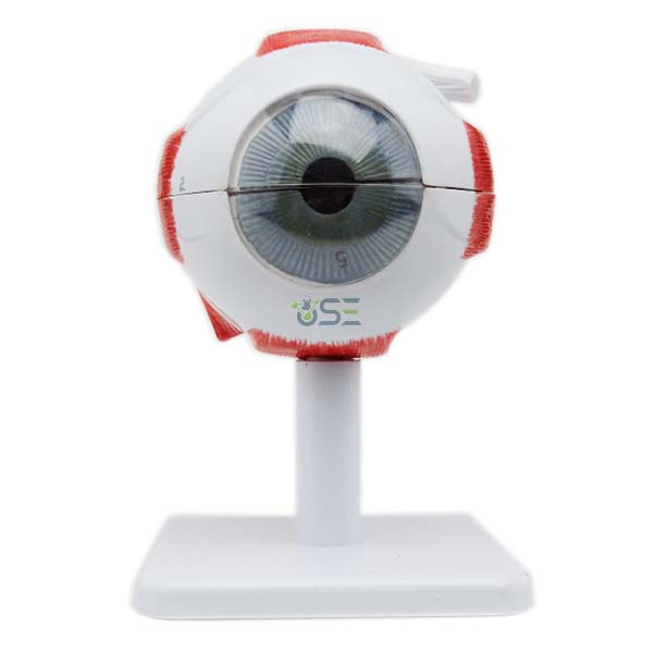 3 Times Human Eye Model