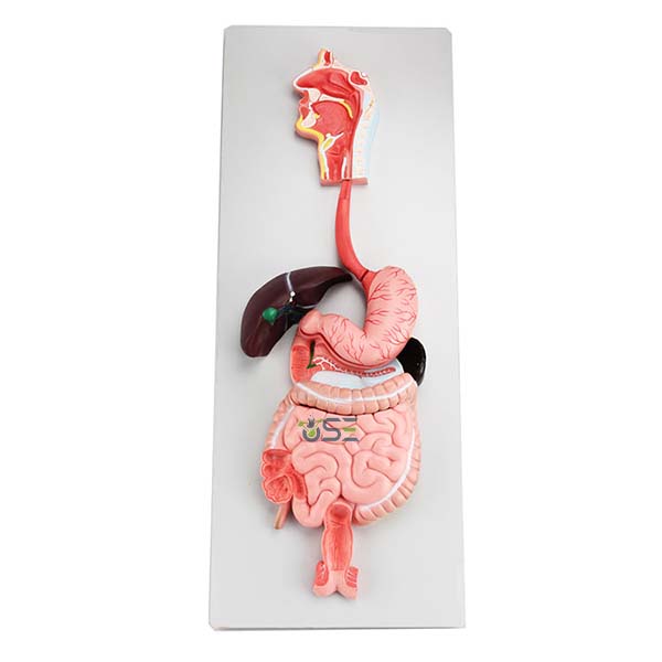 Digestive system model