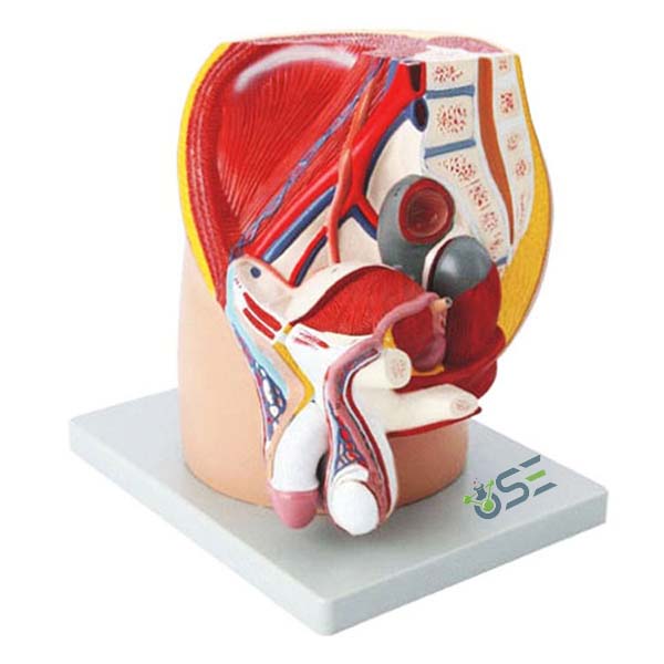 Male Pelvis Model