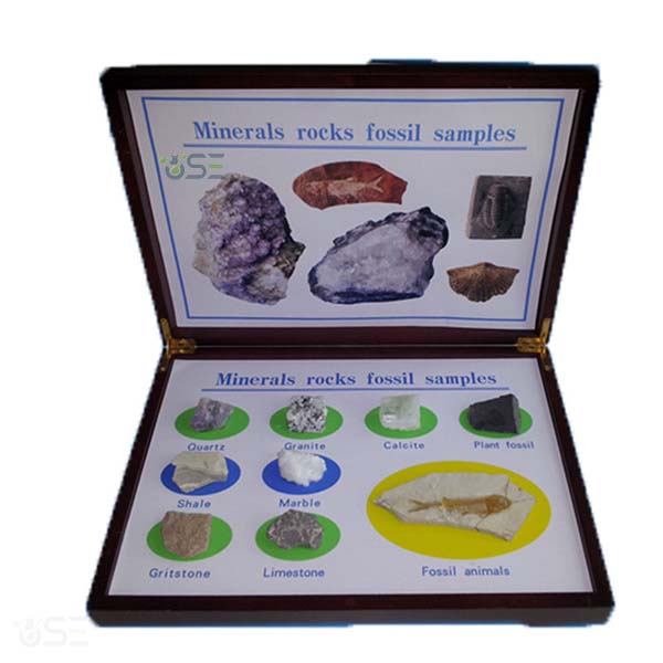 Minerals Rocks Fossil Samples Specimen