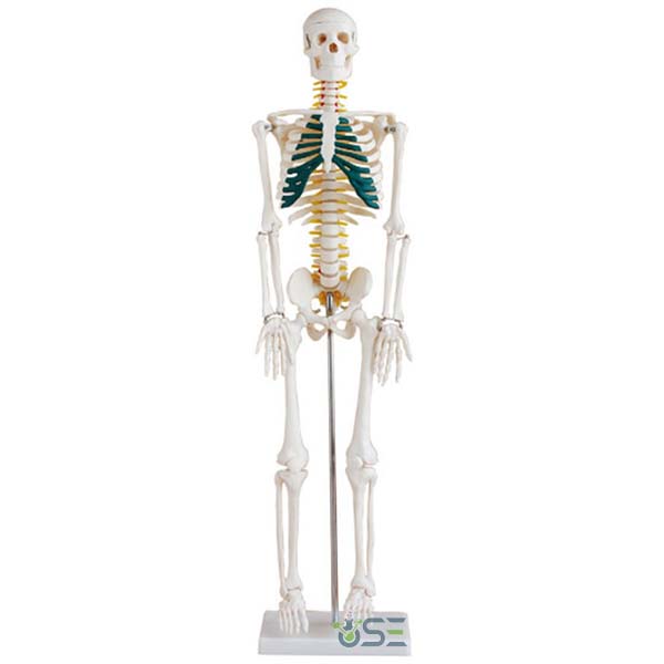 85cm Skeleton Model