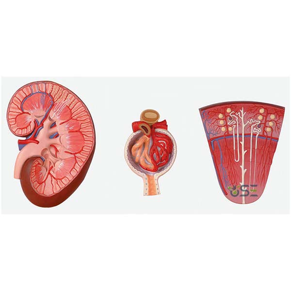 Kidney Section model