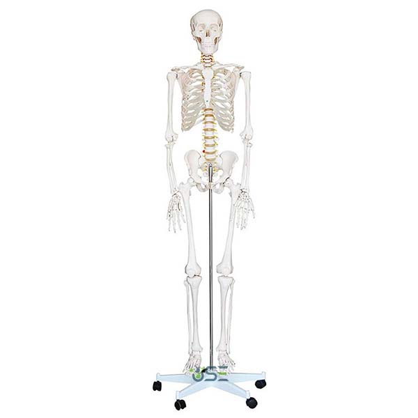 180cm Human Skeleton Model