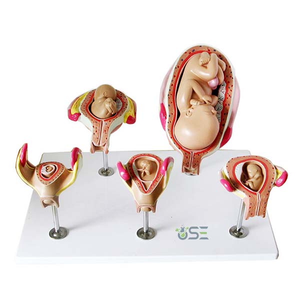 Fetus Development Model