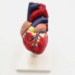 Plastic Human Heart Model