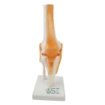 Knee Joint Model