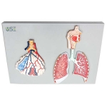 Human Respiratory System Model