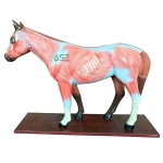 Teaching Horse Model