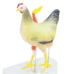 Pvc Hen Model