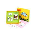 The Growth Of Butterfly Specimen