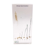 Acrylic Paddy Rice Germination Specimen