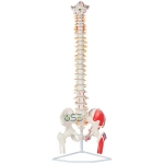 Vertebrae Spine Model