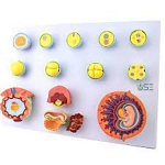 Early embryo development model